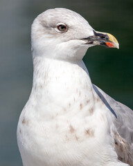 Retrato de una gaviota patiamarilla