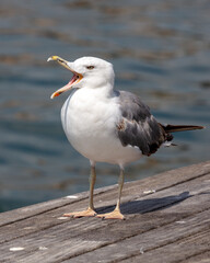 Gaviota patiamarilla: Habitantes del puerto