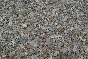 fallen leaves
