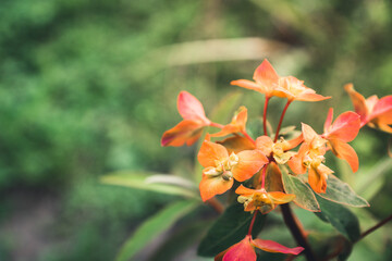 Blooming orange Euphorbia flower in the garden. Selective focus. 
