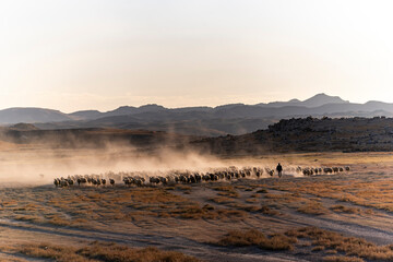 White sheep on the land with beautiful sunset. Many sheep walking around the field .Farm animals concept.