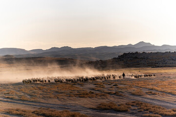 White sheep on the land with beautiful sunset. Many sheep walking around the field .Farm animals concept.