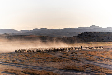 White sheep on the land with beautiful sunset. Many sheep walking around the field .Farm animals concept.