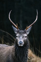 Foto op Aluminium Deer at the Glen Etive, Scotland © Rawpixel.com