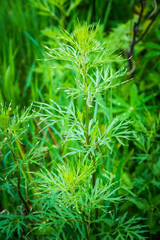 Green leaves of Artemisia plant in the garden. Selective focus.