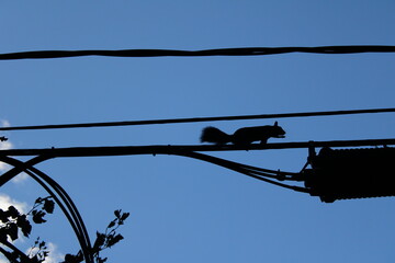 silhouette of a squirrel on a cable