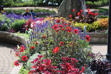 Fototapeta na wymiar flowers in the park