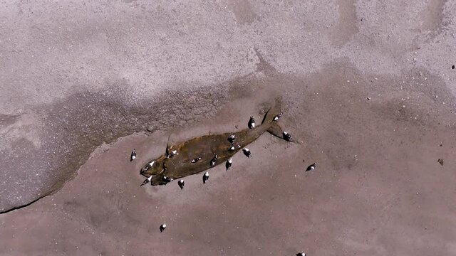 Rotten corpse of a whale is eaten by seagulls in a deserted beach of Patagonia - Aerial top down zoom out