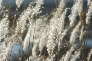 icicles on the grass