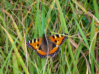 Obraz premium butterfly on grass