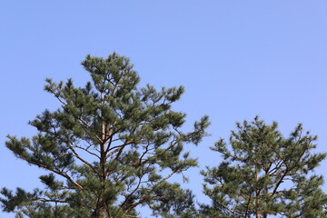 소나무와 파란 하늘이 보이는 풍경