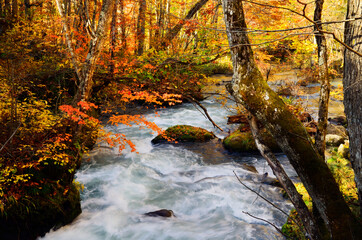 Oirase river stream in the Autumn season of Aomori, Japan.