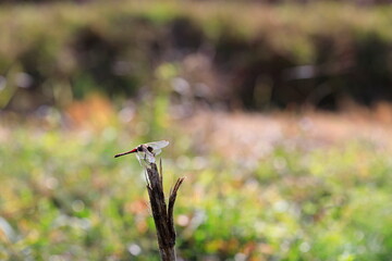 Fototapeta premium 날개달린 잠자리가 보이는 가을 풍경