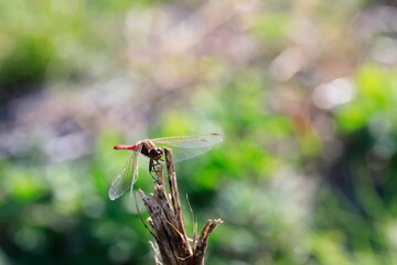 날개달린 잠자리가 보이는 가을 풍경