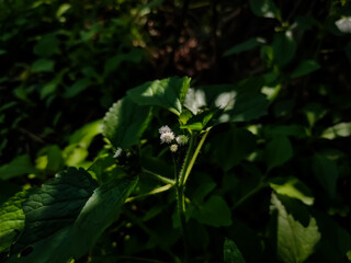 Ageratum conyzoides is native to Tropical America, especially Brazil, and considered an invasive weed in many other regions.