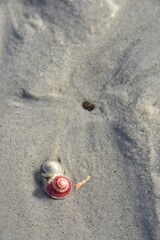 Button top shell on the sandy beach in Hua Hin, Thailand.