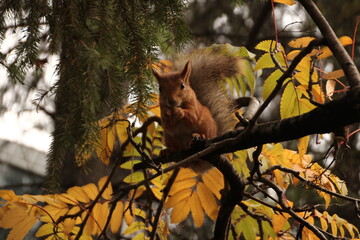 A squirrel playing in an autumn Park.