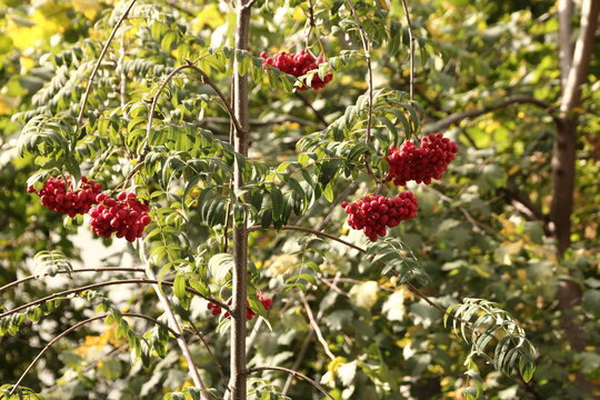 Autumn, red Rowan berries in the Park.