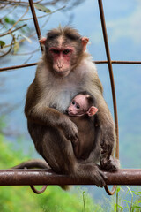 Monkey sitting on a fence with baby starring people shot during a trek into the Matheran forest located in maharashtra
