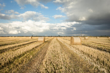 Harvest time - Hasat zamanı