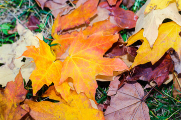 Autumn landscape. Autumn oak leafes, very shallow focus