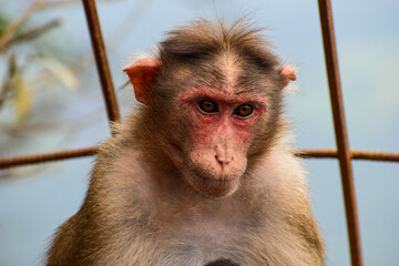 Monkey sitting with starring eyes shot on a top of hill in Matheran forest