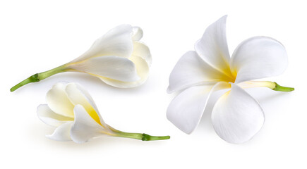 Softly white plumeria flowers isolated on White background, Frangipani flower isolated white background With clipping path.