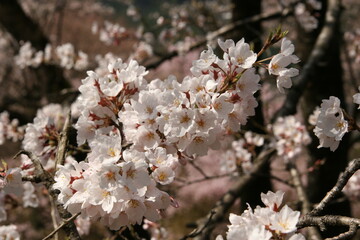 さくら（桜）