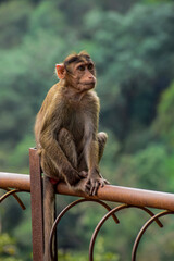 Monkey sitting on a fence and starring shot during a trek in Matheran forest in Maharashtra