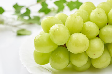 贈呈用のシャインマスカット