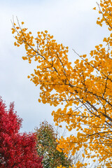 Autumn landscape. Autumn oak leafes, very shallow focus