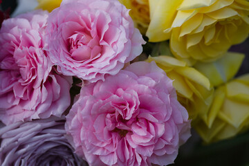 pink and yellow roses