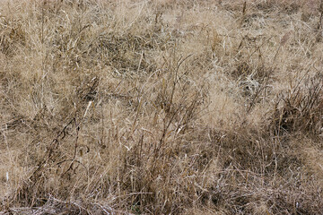 Fototapeta premium decayed grass in a field