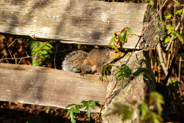 one cute brown squirrel resting between two wooden fences in the park on a sunny afternoon