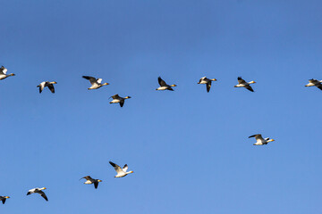 a flock of snow geese in a V-shaped formation flew overhead under clear blue sky on a sunny day