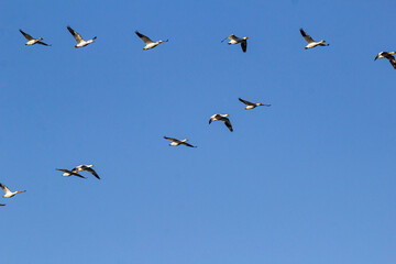 a flock of snow geese in a V-shaped formation flew overhead under clear blue sky on a sunny day