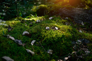Soft green wet moss carpet the ground, selective focus. Grassy undergrowth in sunlight, close-up. Plant background.