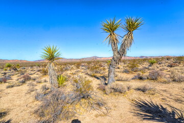 Joshua Tree National Park cactus in California