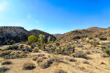 Cottonwood in Joshua Tree National Park in California