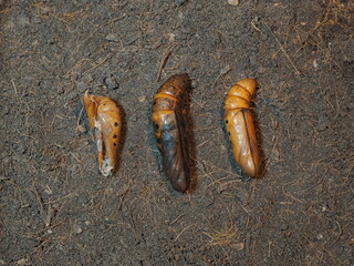 Top view three pupas of Oleander Hawk-Moth (Daphnis nerii) on the soil texture background.