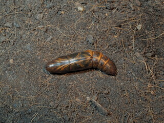 Top view a pupa of Oleander Hawk-Moth (Daphnis nerii) on the soil texture background.
