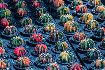 Beautiful Colorful Gymnocalycium cactus on pot in the garden.Selective focus Variegated Gymnocalycium mihanovichii.