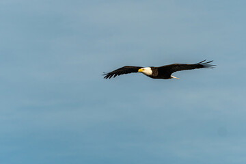 a shot of a majestic bald eagle flew overhead on a sunny day under the blue sky