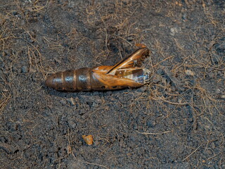 Top view a pupa of Oleander Hawk-Moth (Daphnis nerii) on the soil texture background.