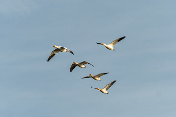 Fototapeta na wymiar a group of five snow geese flew over cloudy blue sky