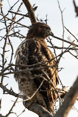close up of a beautiful hawk resting on the tree behind dense leafless branches 