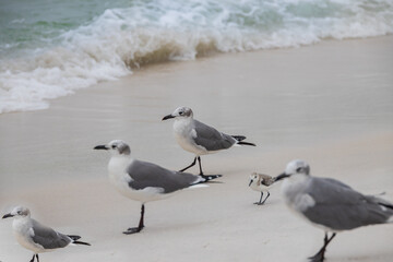 Seagulls in the sand on the beach

