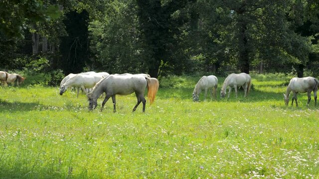 A group of Lipizzaner horses grazing in the meadow at stud farm in Lipica, Slovenia
