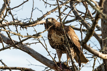 close up of a beautiful hawk step on top of the leftover on its prey behind dense leafless branches with a stain of blood on its beak