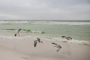 Seagulls in the sand on the beach
